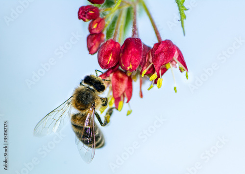 Bee pollinating on a flower blossom