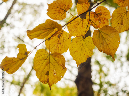 Yellow leafs on a branch in a park, abstract fall background.