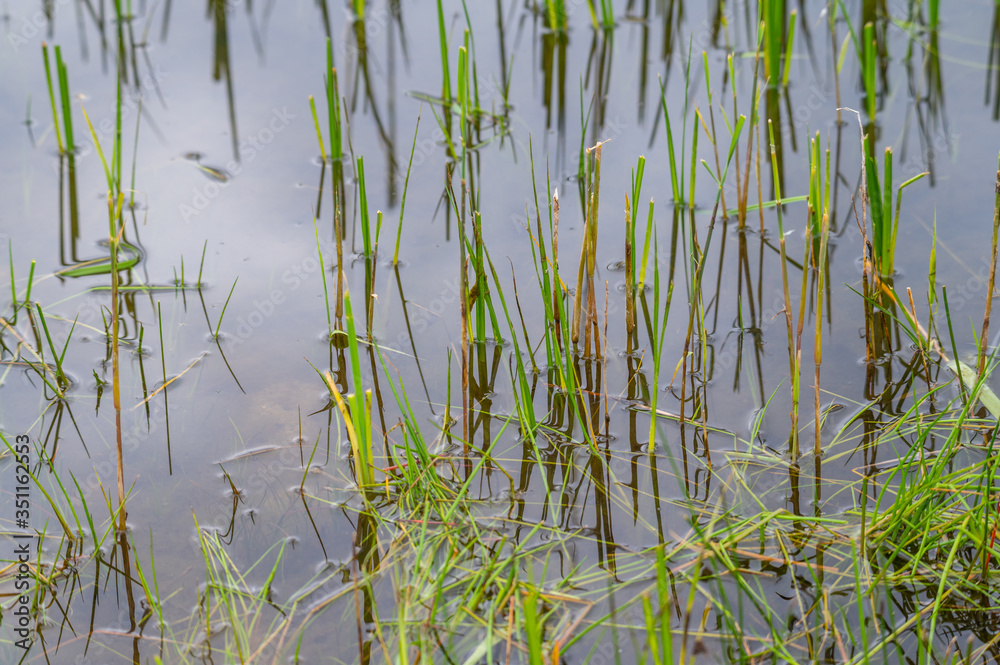 View of a quarry pond with a special focus on plants that are reflected in the water from the shore with overcast skies and calm water in northern Germany View of a quarry pond with a special focus on plants that are reflected in the water from the shore with overcast skies and calm water in northern Germany