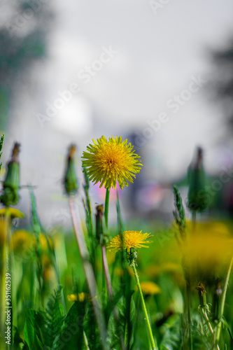 Yellow dandelion on a green lawn. Lots of dandelions.