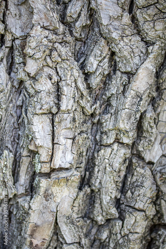 Fototapeta Naklejka Na Ścianę i Meble -  fond d'écorce d'un tronc d'arbre en gros plan