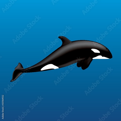 killer whale