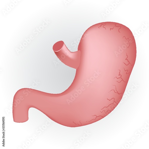 stomach