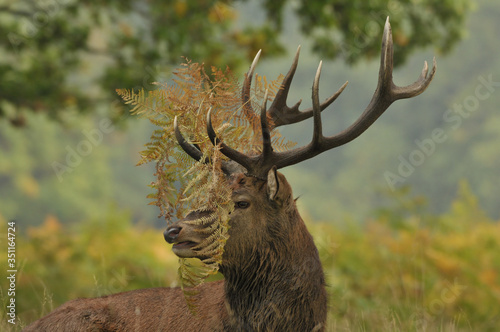 Red deer cervus elaphus in autumn colours