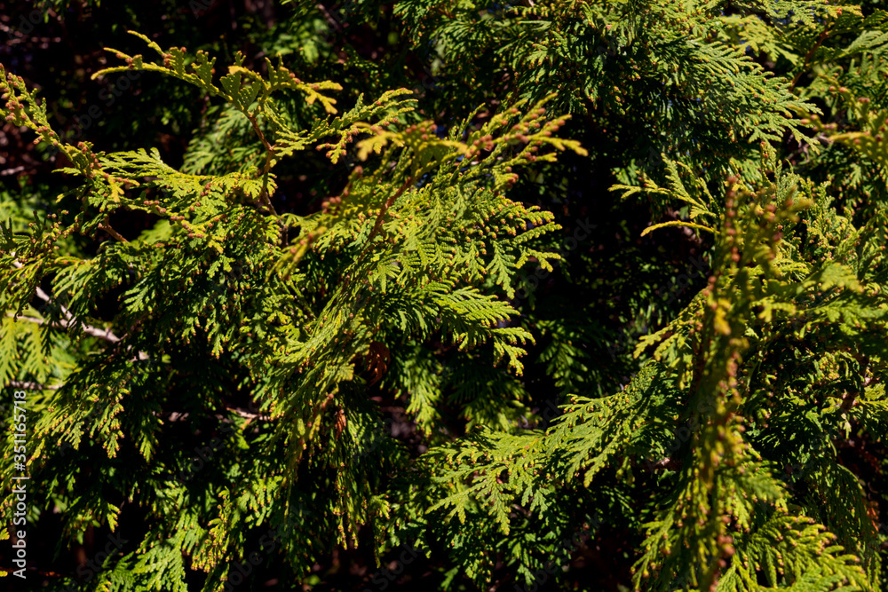 Green leaf texture background. Green leaf texture background.