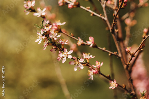 Hello spring concept, branch of blooming almond.