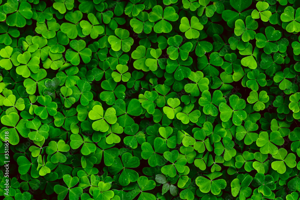 texture of green shamrock close up , clover backdrop macro , fresh grass trefoil background