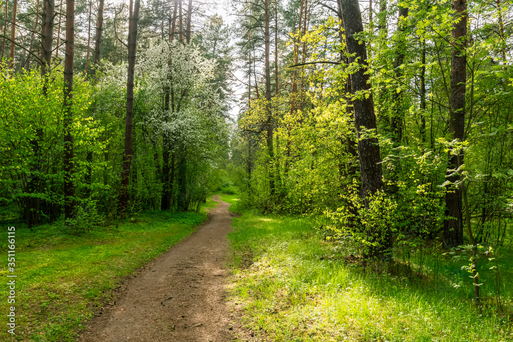 Scenic view in beautiful spring forest with green grass and bushes around the path, trees and small road, leading far away, spring nature reserve landscape