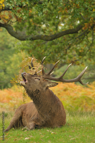 Red deer cervus elaphus in autumn colours