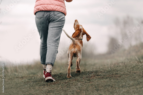 bracco italiano puppy walking with owner off leash, rear view