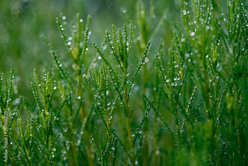 Grass with dew drops, close up.