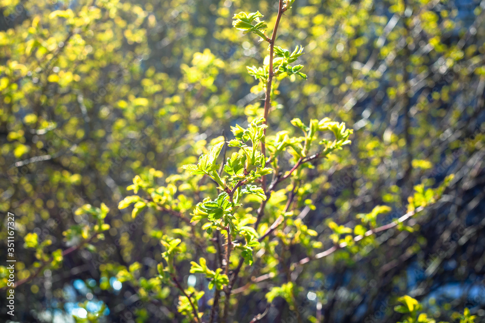 fresh green foliage lit by sun in city park on sunny spring day (focus on leaves on foreground) fresh green foliage lit by sun in city park on sunny spring day (focus on leaves on foreground)
