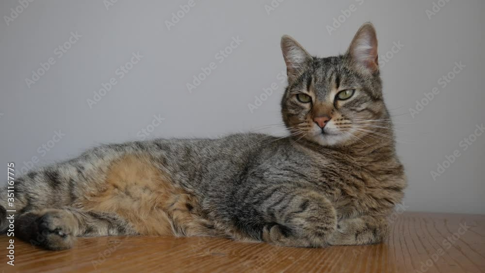 The cat is lying on a wooden table. The cat is lying on a wooden table.