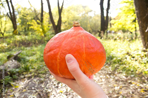 Small cute pumpkin in a hand. Sunny day in an autumn forest on background. Bright orange pumpkin. Beautiful day in a wood. Fall harvest celebration. Free space.