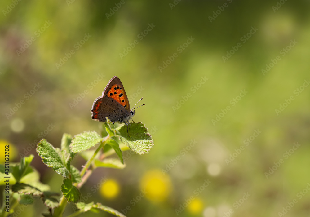 Spotted Copper butterfly / Lycaena phlaeas Spotted Copper butterfly / Lycaena phlaeas