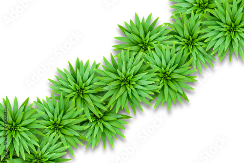 Isolated natural background of lily leaves. Diagonal floral design. Template for summer decoration.