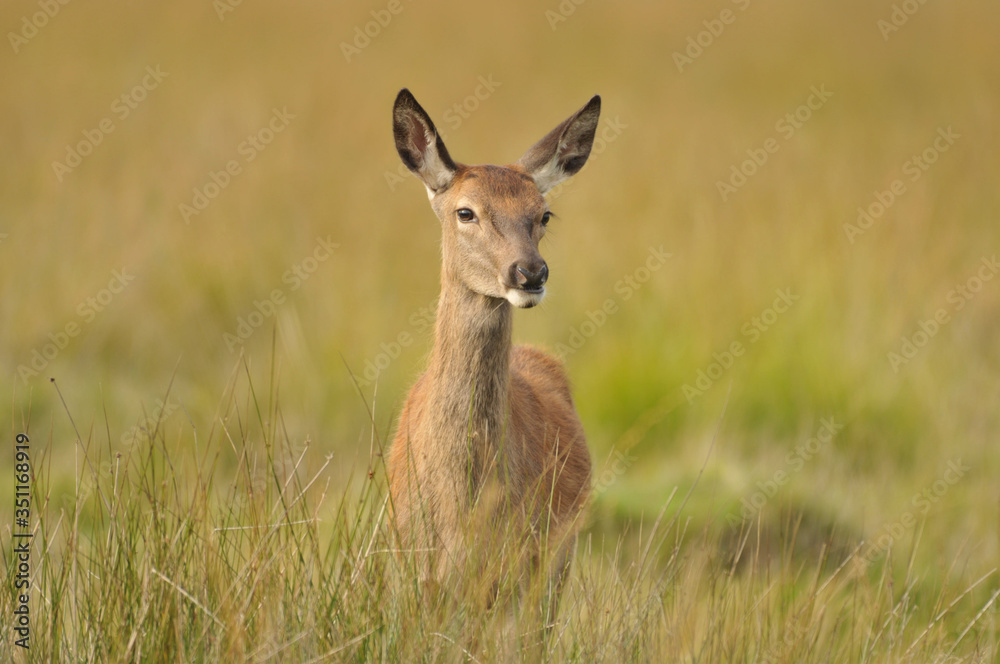 Obraz premium Red deer cervus elaphus in autumn colours
