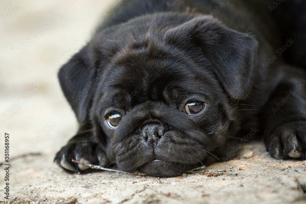 Cute Black pug puppy 