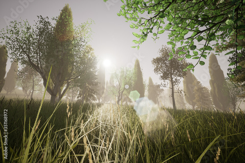 Sun shining in a grass