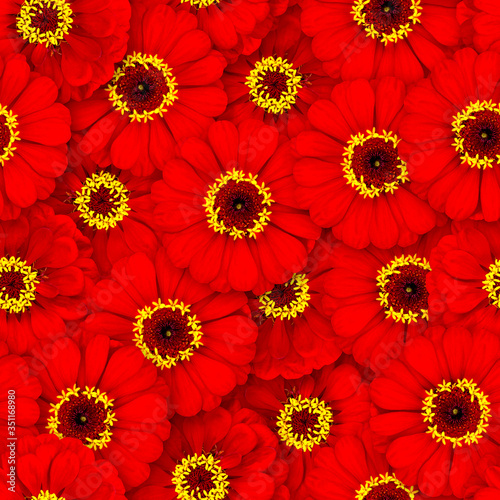 Seamless pattern of red zinnia flowers. Natural floral background.