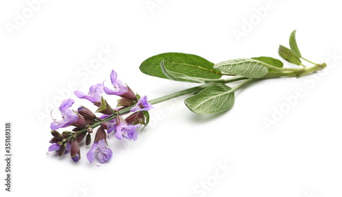 Mealy purple sage flowers blooming with leaves, Salvia farinacea, Blue salvia isolated on white background photo