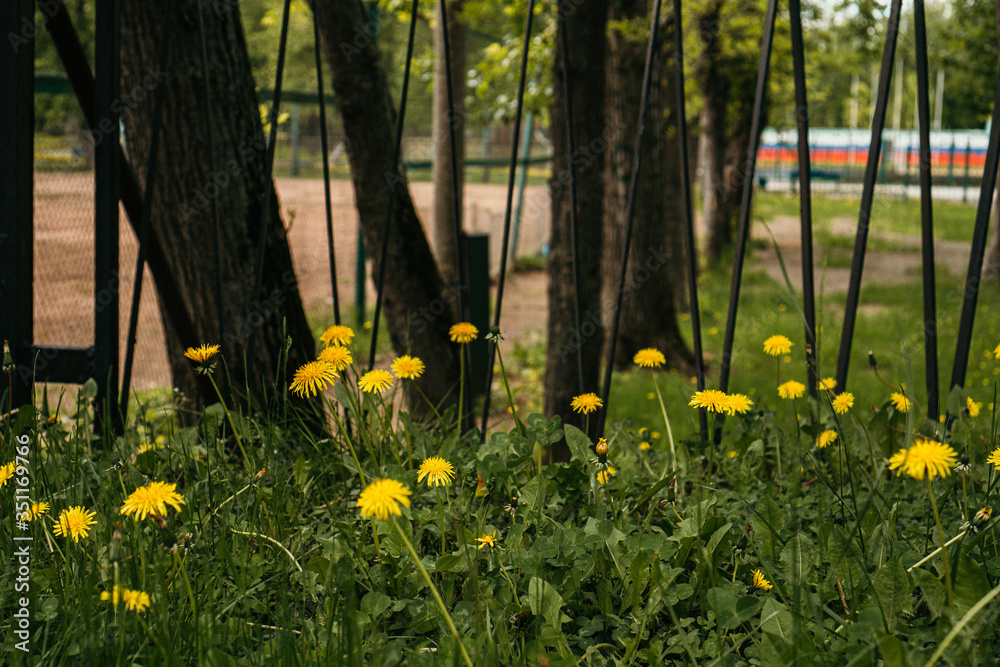 yellow dandelions in the park yellow dandelions in the park