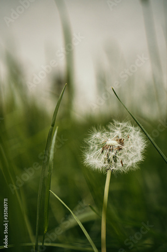 green dandelion in the park