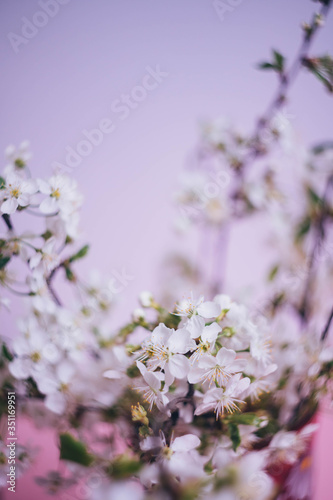 Tender spring background. Flowering branch of cherry. Close-up