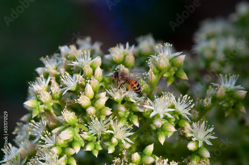 Bee collects nectar in garden