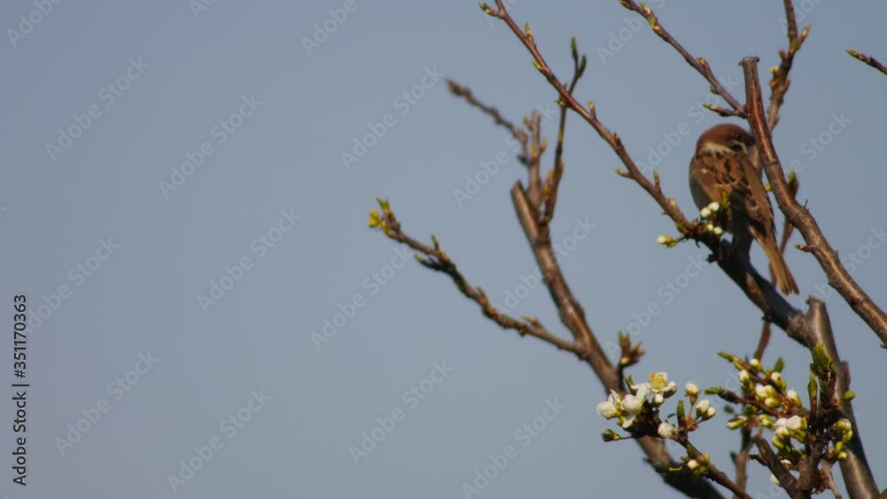 Sparrow on tree branches of a tree Sparrow on tree branches of a tree