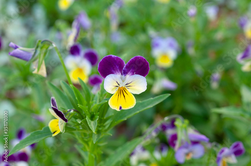 Yellow-Purple-White Pansy flowers photo