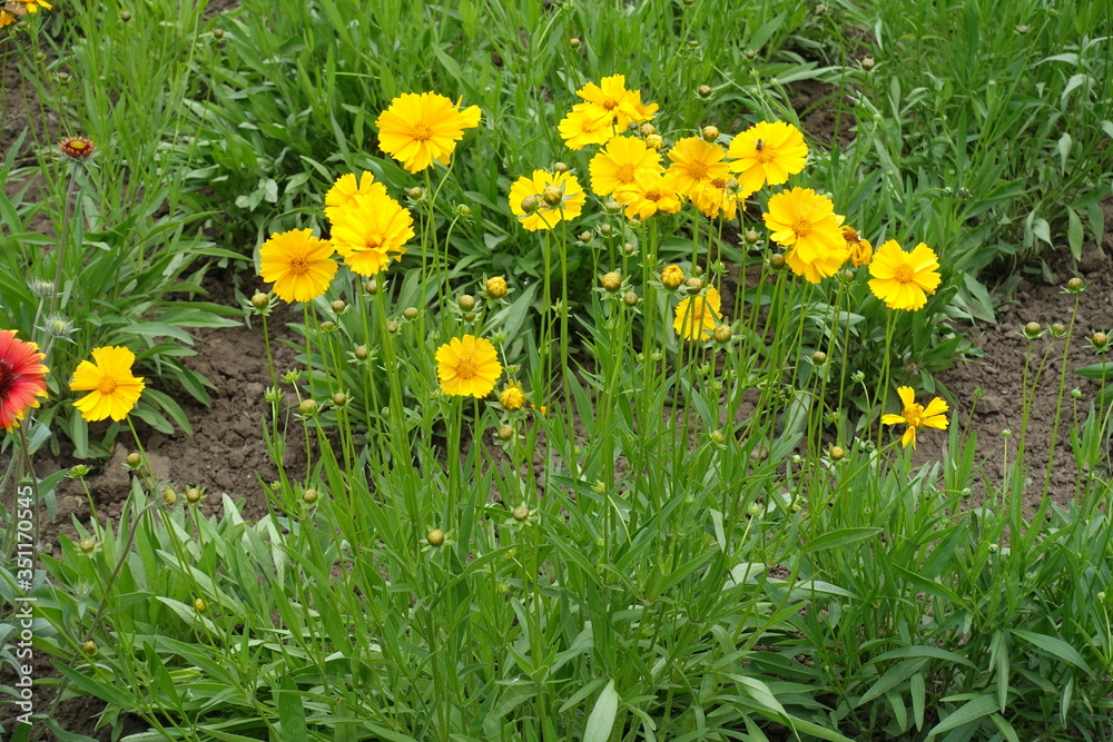 Coreopsis lanceolata in bloom in late spring