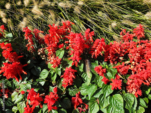 Red flowers Salvia splendens blooming in the green grass.