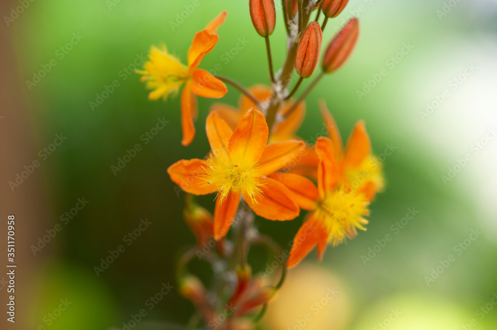 Fototapeta premium Orange-Yellow-Green flower