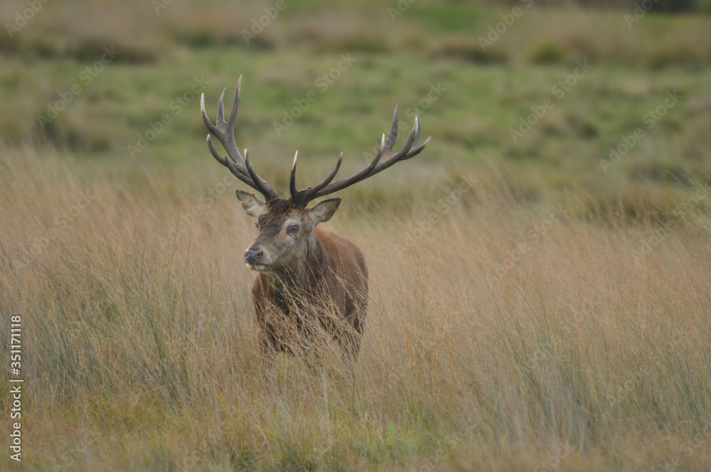 Red deer cervus elaphus in autumn colours Red deer cervus elaphus in autumn colours