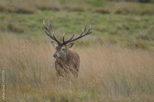 Red deer cervus elaphus in autumn colours © Maciej