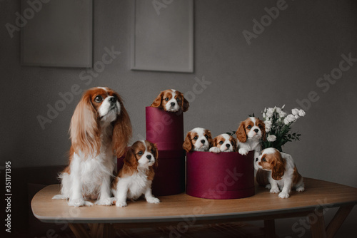 Fototapeta cavalier king charles spaniels puppies and dog posing indoors
