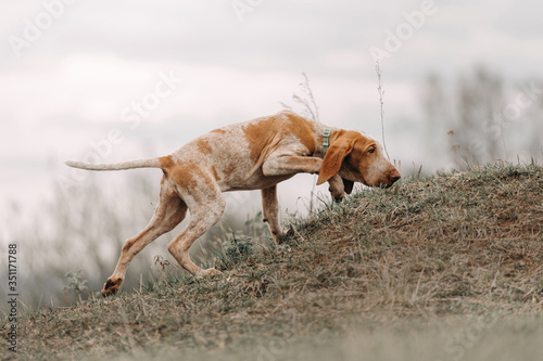 bracco italiano puppy walking on a field