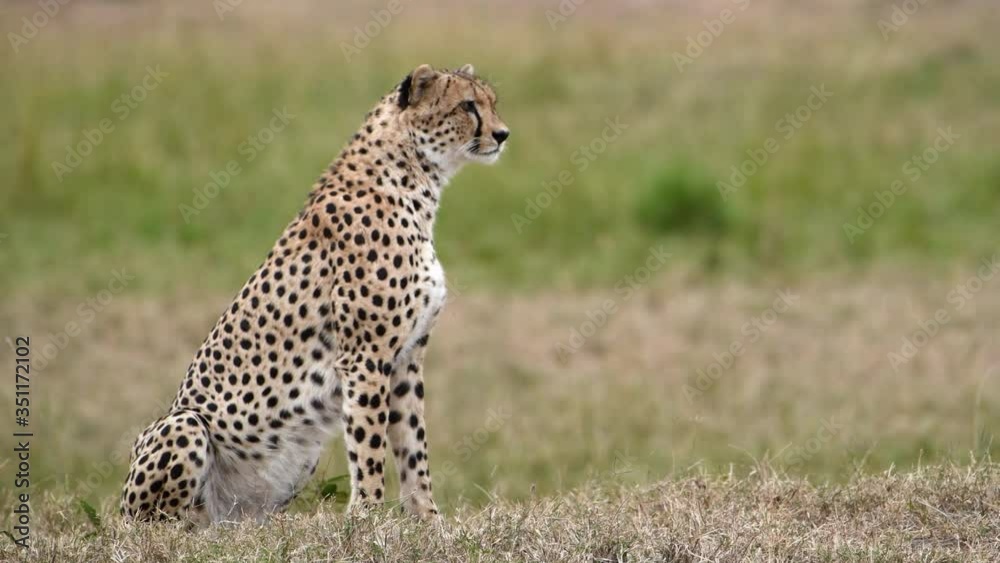 Alert African cheetah watches for prey in the Maasai Mara Reserve in Kenya.