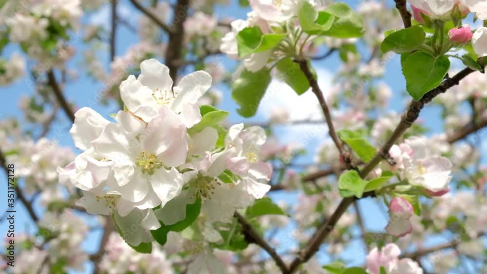 flowers blooming Apple tree in spring in may on the background of blue sky. flowers blooming Apple tree in spring in may on the background of blue sky.