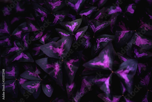 Flower Oxalis triangularis .Purple shamrock. Background of fresh leaves. photo