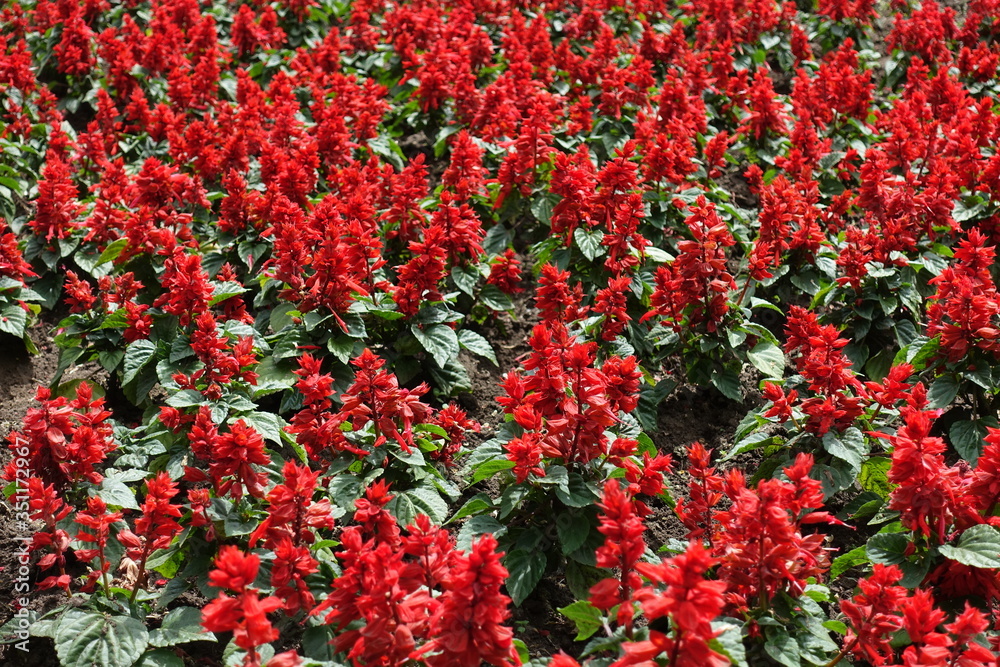 Numerous scarlet red flowers of Salvia splendens in May