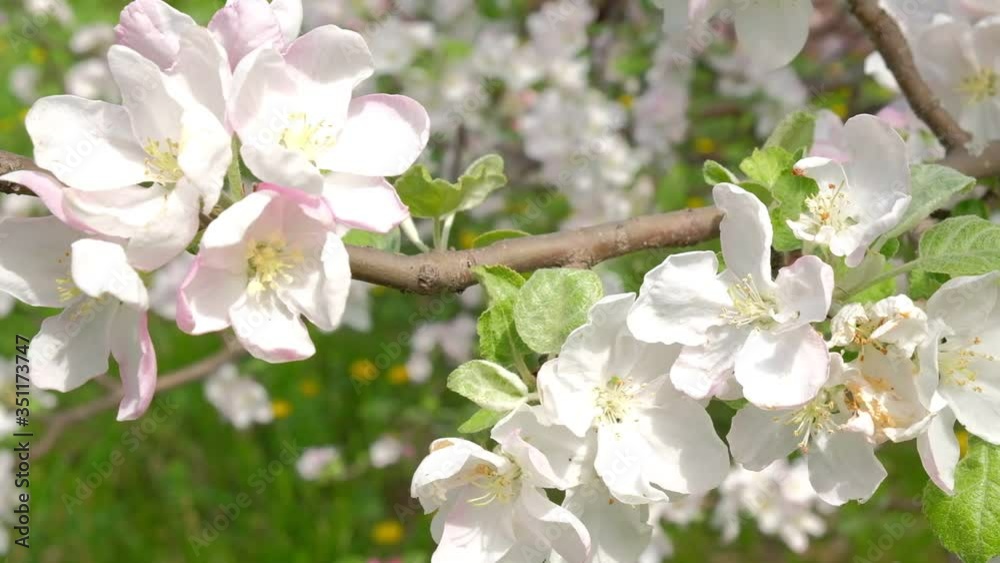 flowers blooming Apple tree in spring in may on the background of blue sky. flowers blooming Apple tree in spring in may on the background of blue sky.