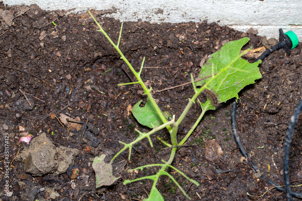 Stinging caterpillar destroy vegatable leaf. Stinging caterpillar destroy vegatable leaf.
