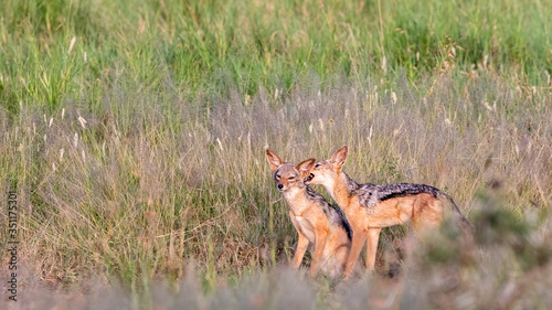 Serengeti, Tanzania - January 26 2020: Black-backed jackal Canis mesomelas, adult pair bonding