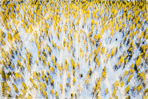 yellow green forest background