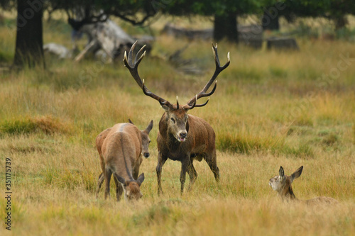 Red deer cervus elaphus in autumn colours