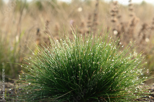A dome-shaped, porcupine-like tuft of fine green grass Festuca ovina (sheep's or sheep fescue). A close up of a tufted bright fresh green grass in dew in the field