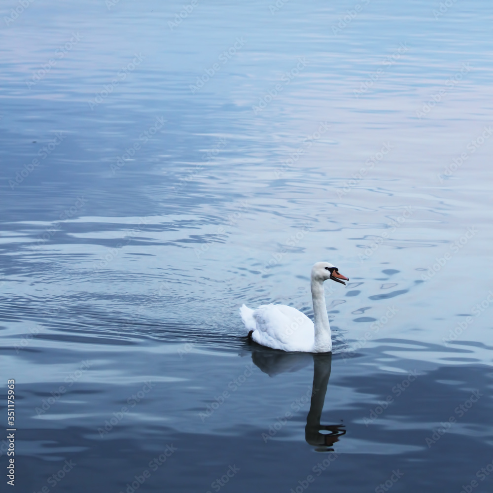 Obraz premium Beautiful swan swims in the river Danube