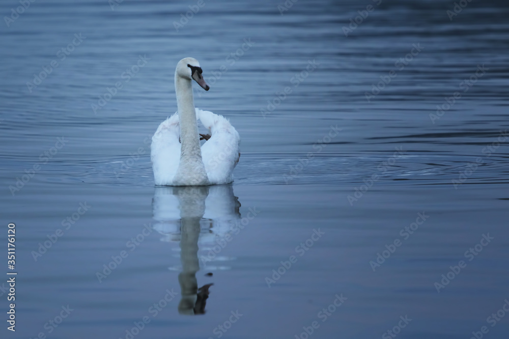 Beautiful swan swims in the river Danube Beautiful swan swims in the river Danube